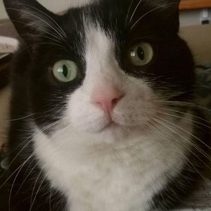 Meet your Posher, Sylvia